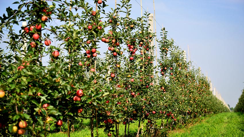 海升集团苹果种植基地 5000亩 高标准种植园