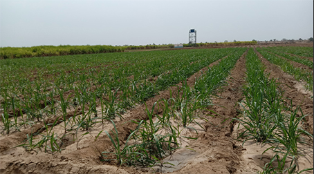 尼日利亚Gagarawa甘蔗智能灌溉项目